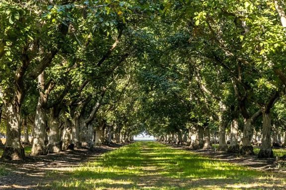 Grand Island Orchard &amp; Headquarters