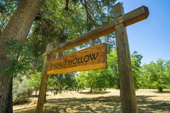 Walnut Hollow