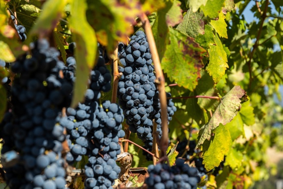 Pritchett Peaks Vineyard