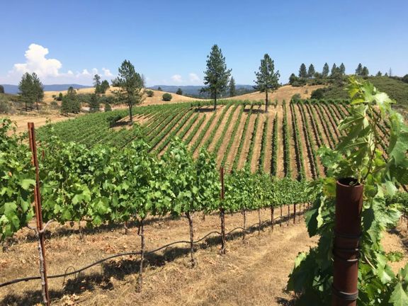 Tailem Bend Vineyard