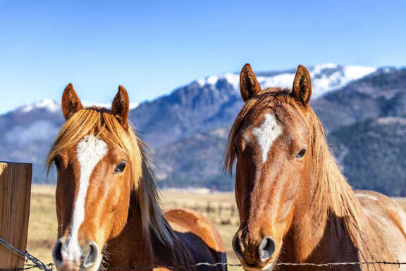 Harlan Cattle Ranch