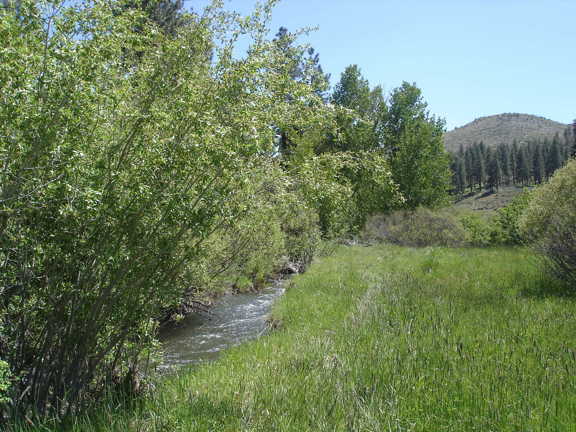 Smithneck Creek Meadows