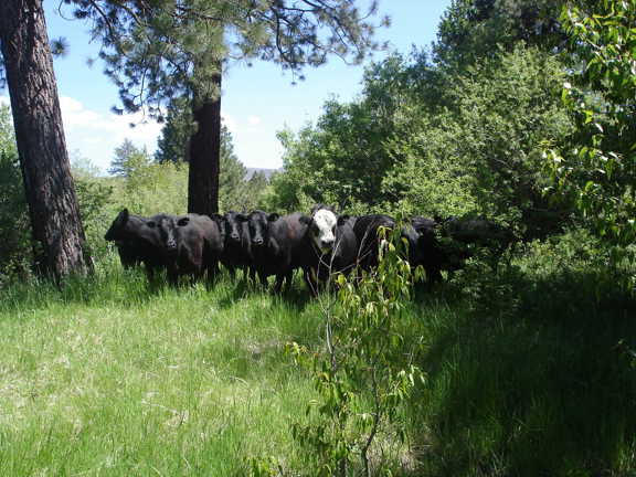 Smithneck Creek Meadows