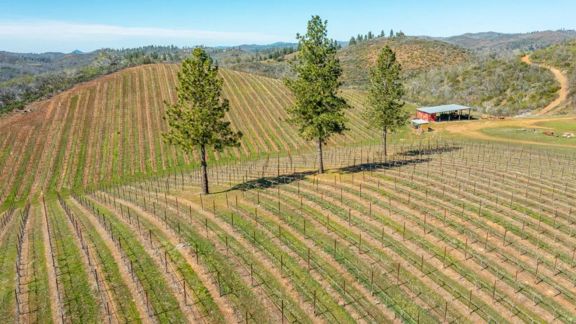Tailem Bend Ranch and Vineyard
