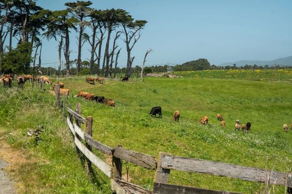 D&H Stornetta Ranch