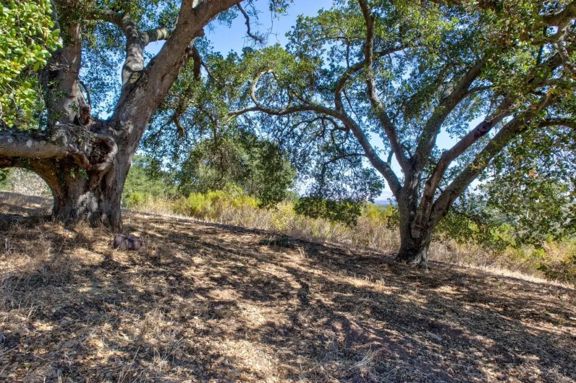 Oak Tree Ridge