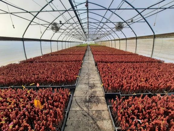 Knights Landing Nursery