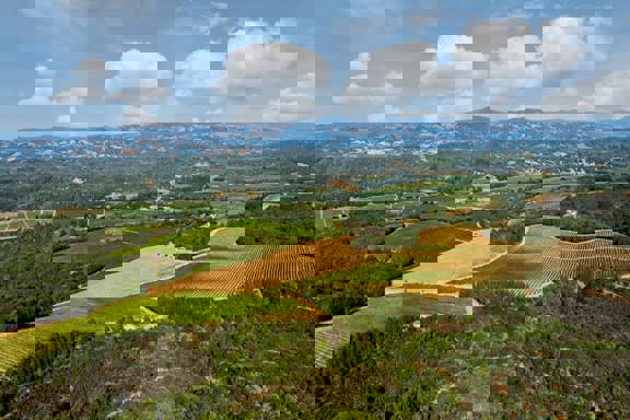 Merlo Vineyard