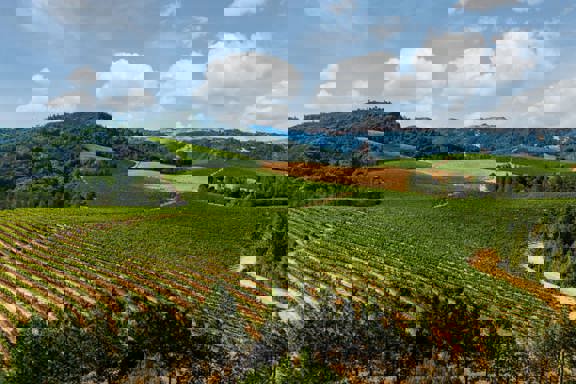 Merlo Vineyard