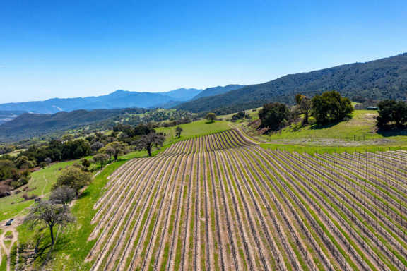 Paloma Creek Vineyard Ranch