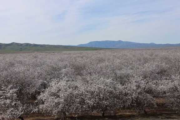 I-5 and Shields I Almonds and Open Ground