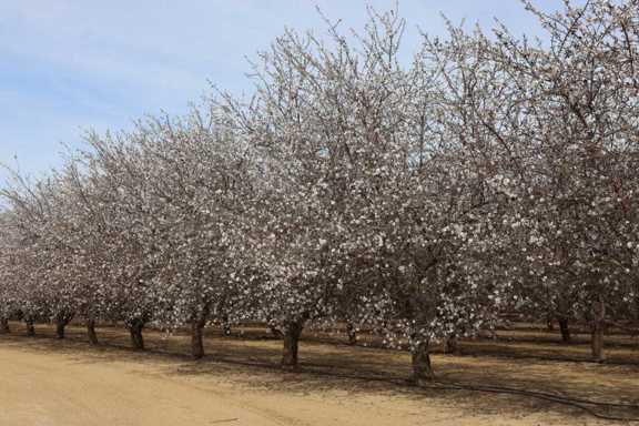 I-5 and Shields I Almonds and Open Ground