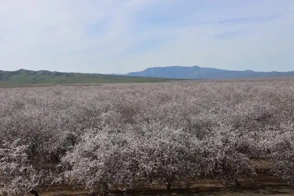 I-5 and Shields I Almonds and Open Ground