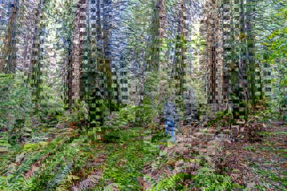 Trinidad Demonstration Forest