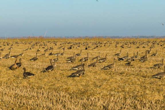 Borderline Farm