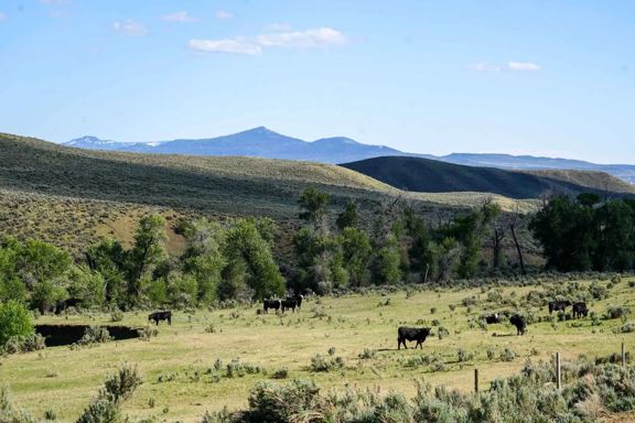 Banjo Ranch Basin