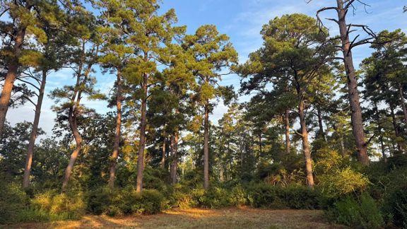 High Pines Reserve