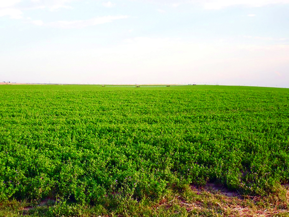 Wolf Creek Sod Farm