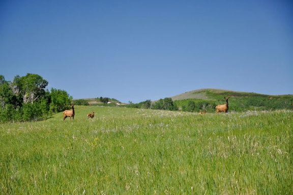 Hoopes Teton View Ranch