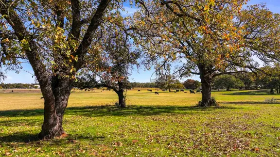 Shady Oaks Ranch