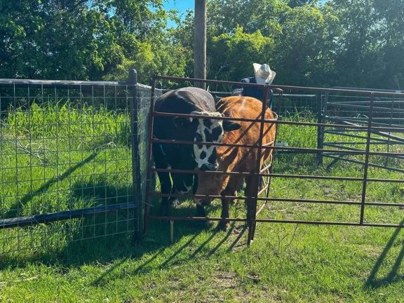 Beautiful 70-Acre Country Estate in Gatesville, TX
