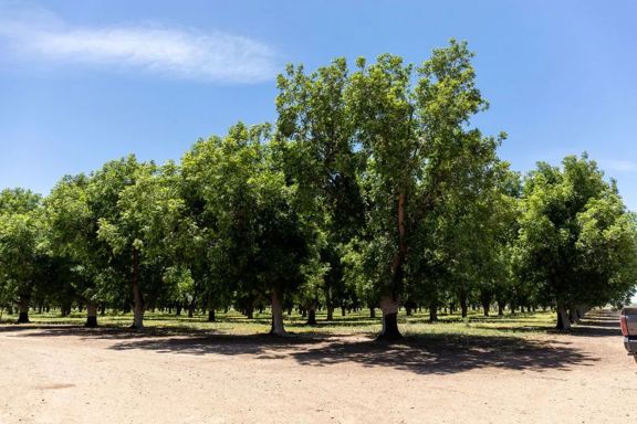 844-Acre Pecan Farm/Orchard in Cochise County, AZ