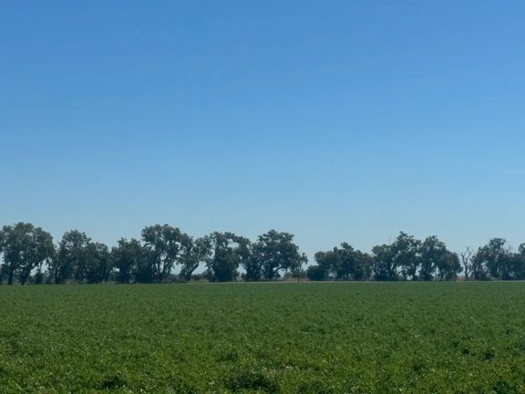 324 Acres of Farmland in Woodland, CA for Sale