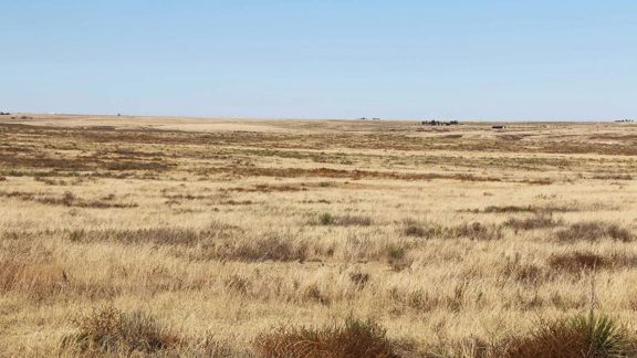 Texas County Grass Ranch