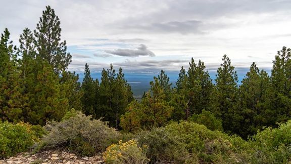 Bull Springs Skyline Forest