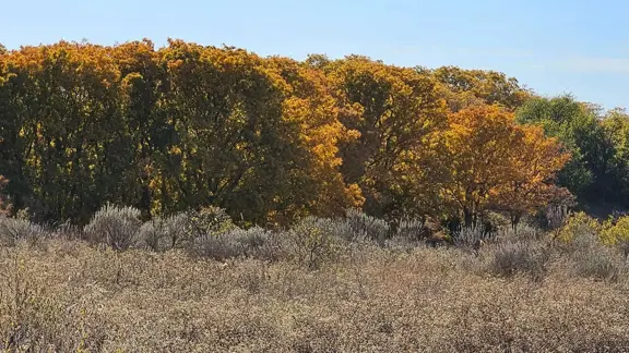 Cottonwood Corners Ranch