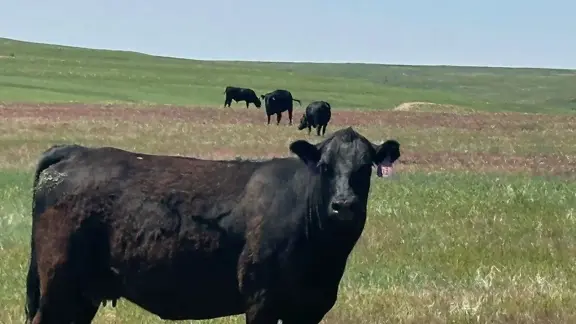 Winter Calving Ranch