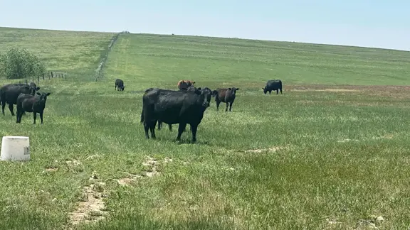 Winter Calving Ranch