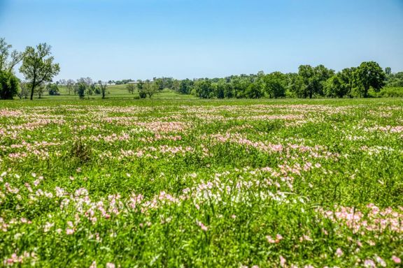 176 Acres at 2945 Fm 3090 Rd