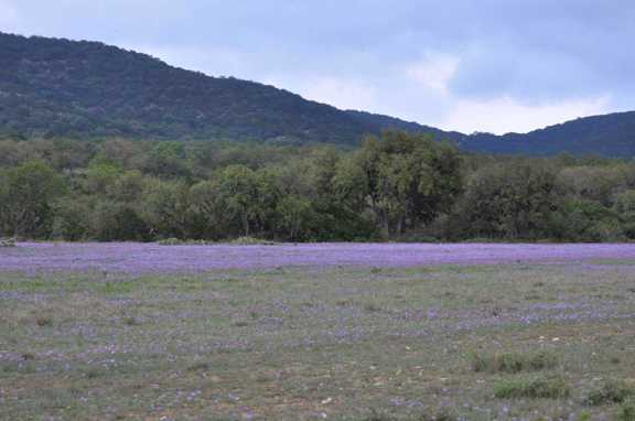 Sycamore Springs Ranch