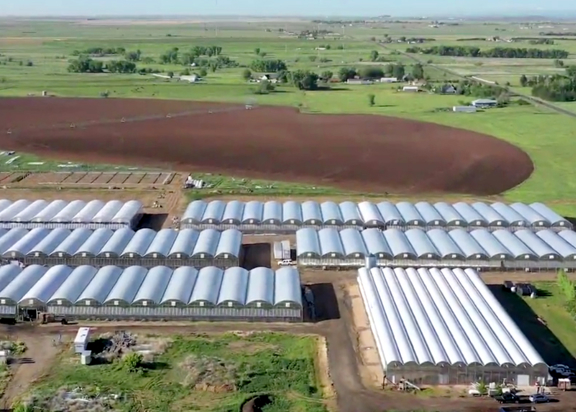 Brighton Organic Greenhouses