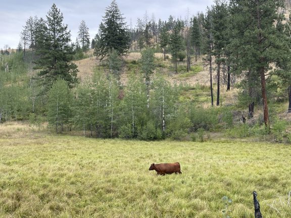 Happy Hill Angus Ranch