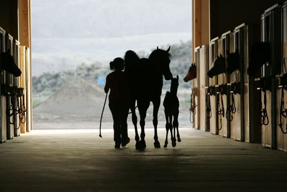 Rio Vista Equine Ranch