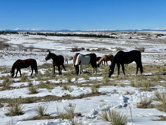 Timberline Stables