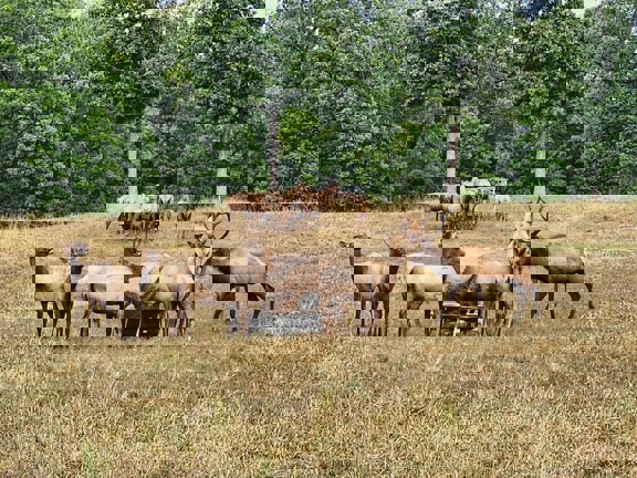 Ozark Valley Elk Estate