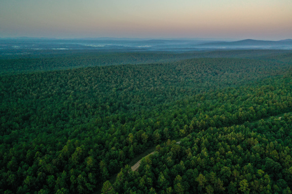 Ouachita Timber