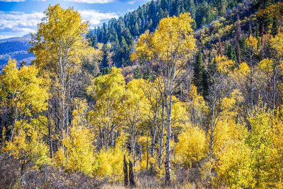 Skyline Mountain Ranch