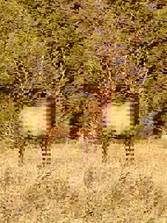 Wilderness Ranch