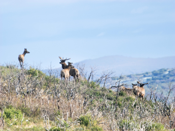 Island Mountain Ranch