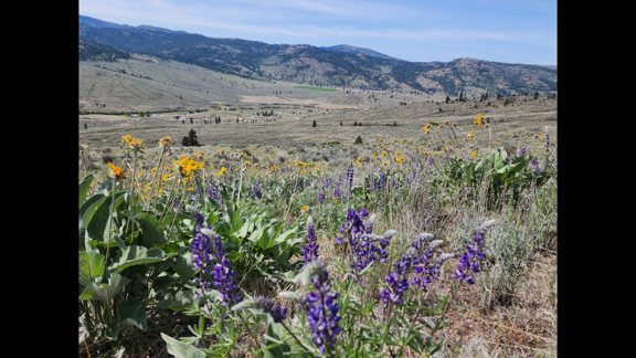 Lookout Ranch
