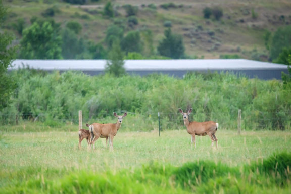 Middle Yampa River Home and Acreage