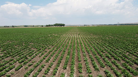 Bridgeport Irrigated Farm
