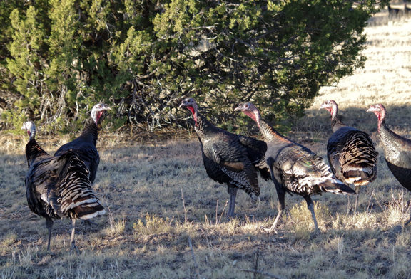 Country Cabin Land, Elk and Cattle Ranch
