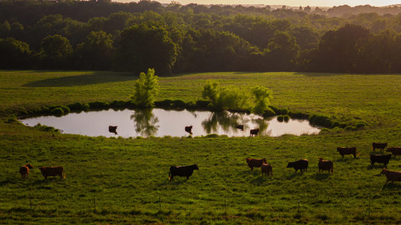 Osage Fork Farm