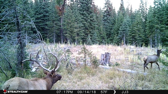 Lookout Mountain Hunting Ranch