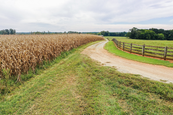 Durham County Horse and Cattle Farm
